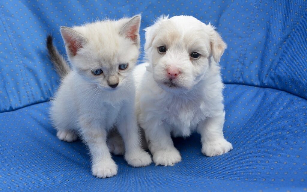 Comment bien s&rsquo;occuper des petits animaux au quotidien &nbsp;?