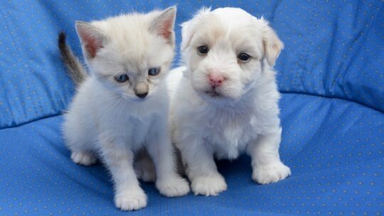 Comment bien s&rsquo;occuper des petits animaux au quotidien &nbsp;?